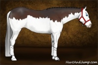 Horse Color:Bay Splash 