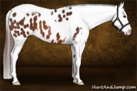 Horse Color:Bay Tobiano Appaloosa