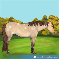 Horse Color:White Spotted Chocolate Buckskin Dun 