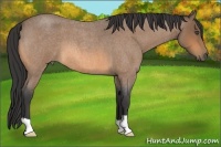 Horse Color:Buckskin Roan 