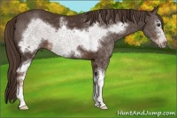 Horse Color:White Spotted Liver Chestnut Sabino Frame 