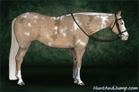 Horse Color:White Spotted Chocolate Palomino Ice Splash