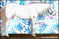 Horse Color:Amber Champagne Dun Splash Appaloosa 