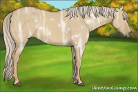 Horse Color:White Spotted Palomino Ice Dun