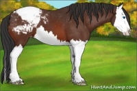 Horse Color:Bay Splash Appaloosa