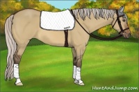 Horse Color:Silver Bay Dun 