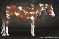 Horse Color:White Spotted Liver Chestnut Splash 