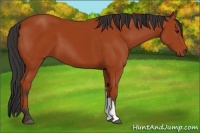 Horse Color:Bay 