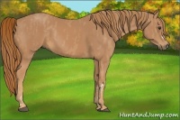 Horse Color:Chestnut Brindle