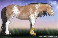 Horse Color:White Spotted Bay Ice Rabicano