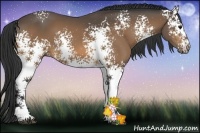 Horse Color:White Spotted Buckskin Sabino