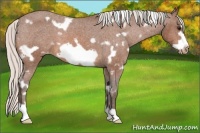 Horse Color:White Spotted Silver Bay Frame Appaloosa