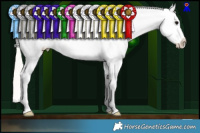 Horse Color:White Spotted Silver Black Appaloosa 