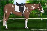 Horse Color:White Spotted Chestnut Splash 