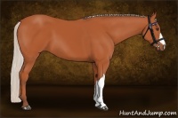 Horse Color:Silver Bay 