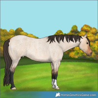 Horse Color:Bay Roan Dun 