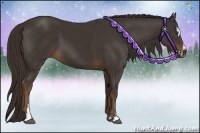 Horse Color:Liver Chestnut Sabino 