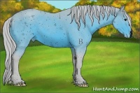 Horse Color:ERROR: UNKNOWN ANOMALY