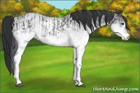 Horse Color:White Spotted Blue Roan Rabicano  and White Spotted Blue Roan Rabicano 