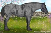 Horse Color:White Spotted Blue Roan Rabicano  Brindle