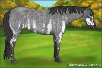 Horse Color:White Spotted Blue Roan Rabicano  Brindle