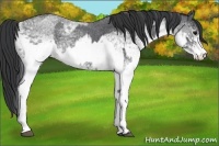 Horse Color:White Spotted Blue Roan Rabicano  and White Spotted Blue Roan Rabicano 