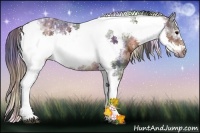 Horse Color:Nacre Brown Ice Tobiano Frame Rabicano