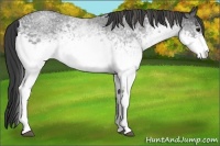 Horse Color:White Spotted Blue Roan Rabicano Brindle