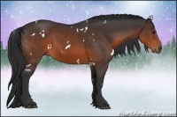 Horse Color:White Spotted Brown 