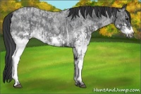 Horse Color:White Spotted Blue Roan Frame Rabicano and White Spotted Blue Roan Frame Rabicano