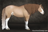 Horse Color:Bay Pearl Sabino Splash