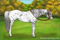 Horse Color:White Spotted Black Splash Tobiano Frame Near Leopard 