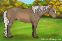 Horse Color:Silver Buckskin 