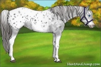 Horse Color:White Spotted Blue Roan Splash Frame Appaloosa