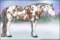 Horse Color:Liver Chestnut Sabino Rabicano 