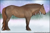 Horse Color:Liver Chestnut