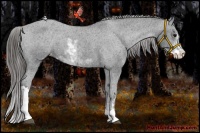 Horse Color:Black Sabino Appaloosa 