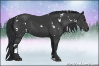 Horse Color:White Spotted Black