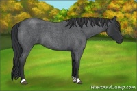 Horse Color:Unknown 