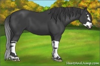 Horse Color:Smoky Black Splash