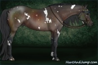 Horse Color:White Spotted Bay 