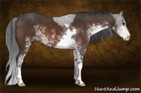 Horse Color:Bay Sabino 