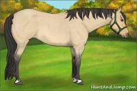 Horse Color:Buckskin Roan Dun 
