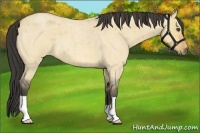 Horse Color:Buckskin Roan Dun 