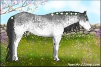 Horse Color:White Spotted Blue Roan Rabicano  and White Spotted Blue Roan Rabicano 