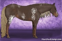 Horse Color:White Spotted Liver Chestnut 