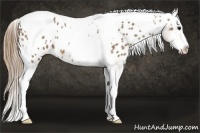 Horse Color:Buckskin Splash Tobiano Appaloosa 