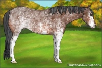 Horse Color:White Spotted Bay