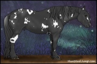 Horse Color:White Spotted Black 