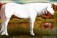 Horse Color:White Spotted Brown Appaloosa Rabicano 